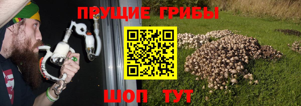 Псилоцибиновые грибы Psilocybe Магадан
