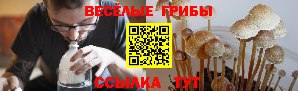 где купить наркотик  Вход с VPN  Магадан  Галлюциногенные грибы мицелий  Галлюциногенные грибы Psilocybine cubensis 